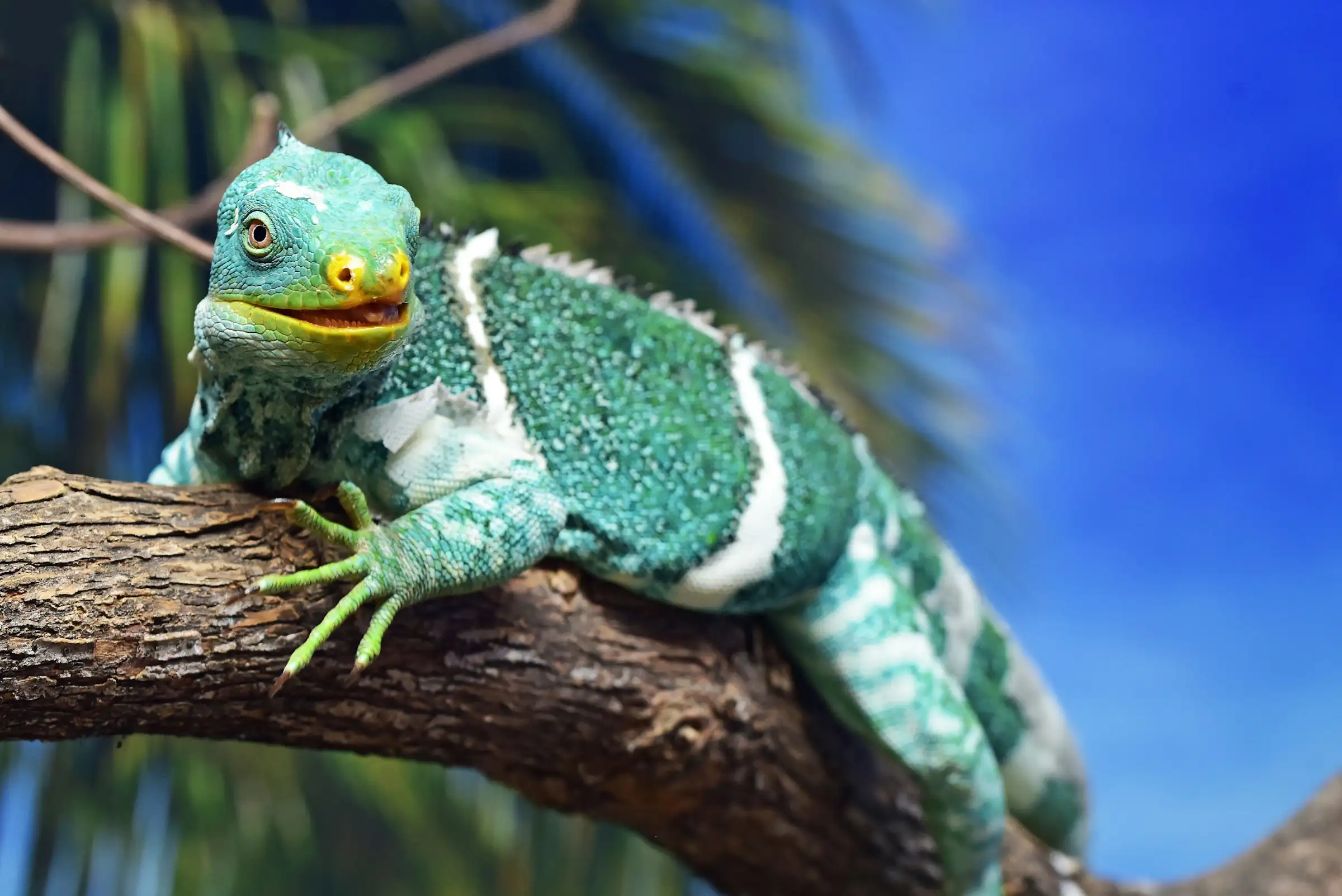 a brightly colored iguana in Fiji