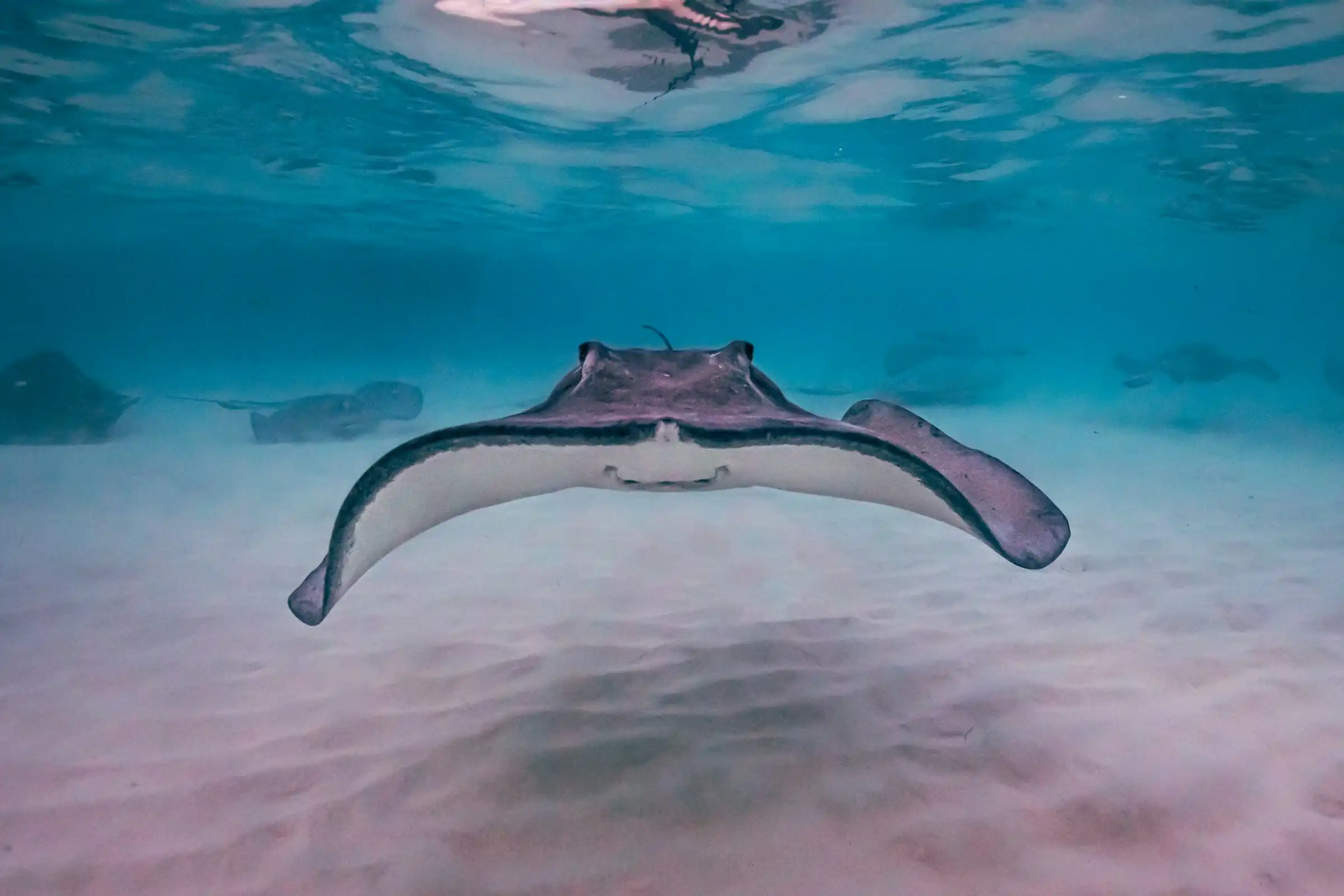 a stingray swims underwater in Grand Cayman